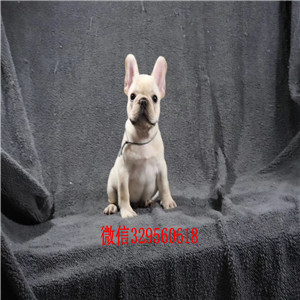 扬州哪里有卖黑色法国斗牛犬斗牛犬犬舍斗牛犬