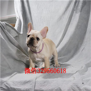 周口哪里能买到奶油色法国斗牛犬疫苗齐全斗牛