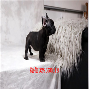 定西哪里有卖纯种法国斗牛犬斗牛犬出售纯种斗