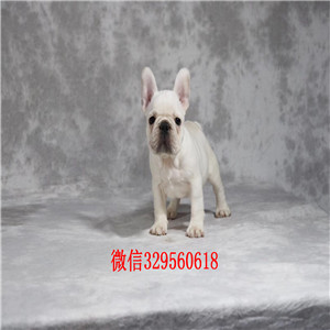 济源出售纯种健康斗牛犬疫苗齐全双血统斗牛犬