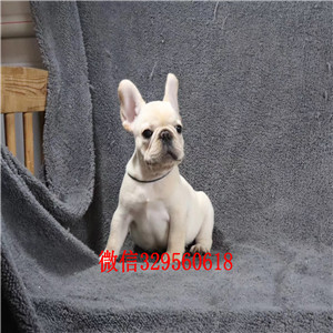 佳木斯哪里有卖纯种法国斗牛犬斗牛犬图片斗牛