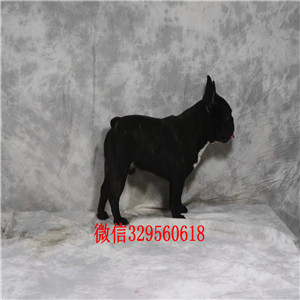 漯河哪里有卖奶油色法国斗牛犬斗牛犬价格双血