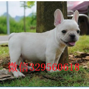 威海哪里有法国斗牛犬出售 法斗哪里的纯种健