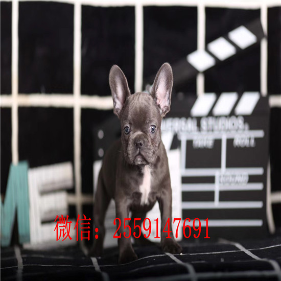 重庆市哪里卖法国斗牛犬 重庆市黑色法国斗牛多少钱 法国斗牛犬照片