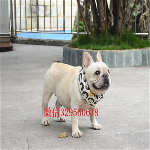 白山哪里能买到纯种健康斗牛犬斗牛犬图片斗牛