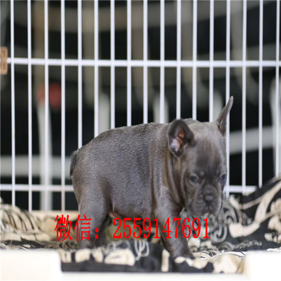 济南哪里卖纯种法国斗牛犬 黑白法牛怎么卖 奶