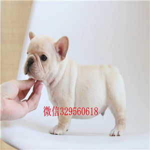 周口出售奶油色法国斗牛犬疫苗齐全斗牛犬狗场