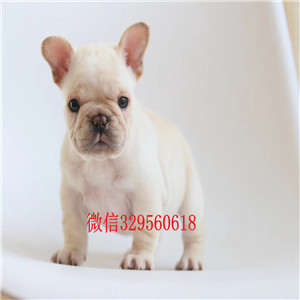 周口哪里有卖黑色法国斗牛犬斗牛犬价格纯种斗