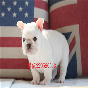 定西哪里能买到纯种健康斗牛犬斗牛犬犬舍斗牛犬哪里有