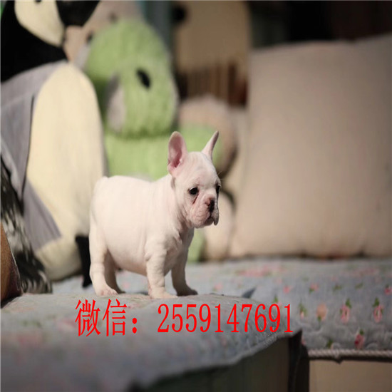 重庆哪里卖黑白法牛 重庆哪里卖纯种法牛犬 奶油色法牛多少钱