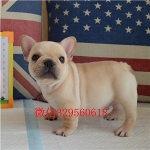 荆州哪里有卖纯种法国斗牛犬斗牛犬犬舍斗牛犬哪里有