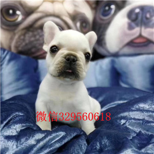 长治哪里有卖纯种法国斗牛犬斗牛犬价格双血统斗牛犬