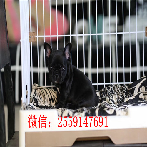 十堰法牛犬舍 十堰纯种法牛多少钱 十堰黑白法