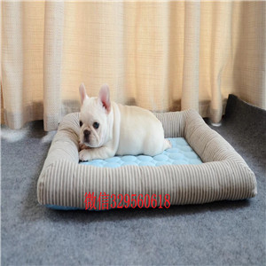 镇江哪里卖法国斗牛犬法国斗牛犬狗场纯种赛级