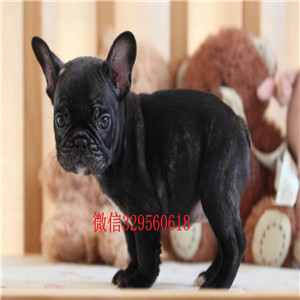 福州法国斗牛犬 不以价格惊天下 但以品质惊世