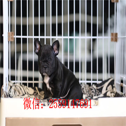 十堰法牛犬舍 十堰纯种法牛多少钱 十堰黑白法牛怎么卖的 十堰奶油色法牛