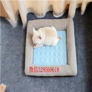 漯河顶级精品法斗牛幼犬品质保证 健康保证 可