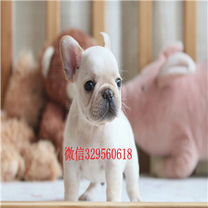 焦作出售纯种法国斗牛幼犬 法斗保健康 可视频