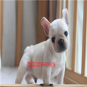 莱芜繁殖基地出售多种颜色的法国斗牛犬签订保