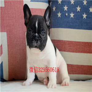 南宁高品质法国斗牛犬纯种法牛幼犬出售 拒绝低价诱惑