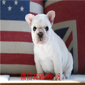 西安自家繁殖法国斗牛犬出售公母都有三针疫苗