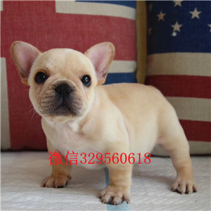 庆阳哪里有卖纯种法国斗牛犬出售法国斗牛犬公