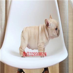 百色出售纯种奶油色法斗犬黑白奶白黄白法牛奶