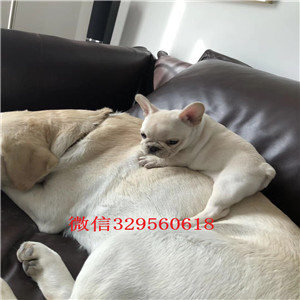 扬州出售纯种奶油色法斗犬法国斗牛犬多少钱纯