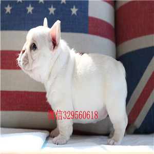 定西哪里能买到法国斗牛犬黑白奶白黄白法牛法