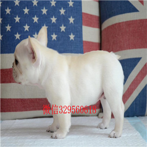 朝阳法国斗牛犬 公母都有精品一道筋法国斗牛