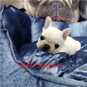 西安哪里能买到法国斗牛犬法国斗牛犬多少钱纯种法国斗牛犬出售法国斗牛犬幼犬
