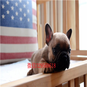 平凉出售纯种奶油色法斗犬黑白奶白黄白法牛法