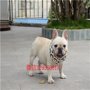 平凉出售纯种奶油色法斗犬黑白奶白黄白法牛法国斗牛犬 健康纯种纯血统法国斗牛犬出售