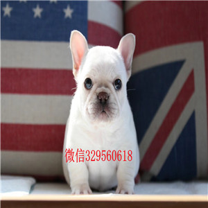 怒江哪里有卖纯种法国斗牛犬出售法国斗牛犬公