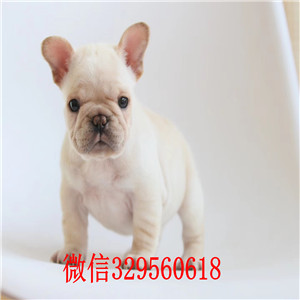   太原哪里有专业繁殖的法斗卖 太原法斗多少