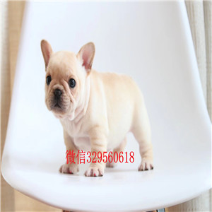 盘锦出售纯种奶油色法斗斗牛犬多少钱一只内螺丝斗牛犬黑色法国斗牛犬