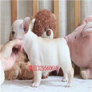 泰安哪里卖斗牛犬斗牛犬多少钱一只法国斗牛犬价格虎斑法斗