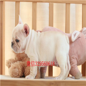 泰安哪里卖斗牛犬斗牛犬多少钱一只法国斗牛犬价格虎斑法斗