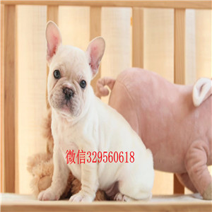 鸡西出售纯种奶油色法斗斗牛犬多少钱一只内螺
