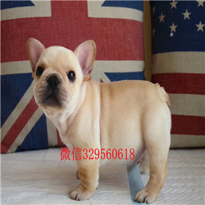 扬州哪里卖斗牛犬法牛怎么卖内螺丝斗牛犬虎斑