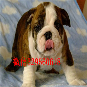 濮阳哪里有卖斗牛犬的黄白花英斗多少钱一只家