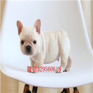 潍坊哪里有卖法国斗牛犬纯种海盗眼黑白花斗牛