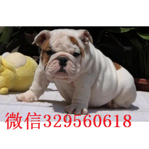 甘孜大鼻筋英国斗牛犬出售纯种健康英国斗牛犬