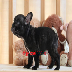 达州哪里能买到斗牛犬黑色法国斗牛犬法国斗牛
