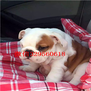 德阳哪里有卖斗牛犬的纯种白色英国斗牛犬英牛