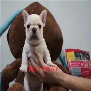 佳木斯哪里有卖纯种法斗法国斗牛犬出售法国斗牛犬价格纯种法牛幼犬多少钱