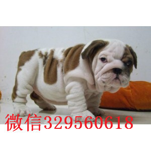 白山哪里出售英国斗牛幼犬纯种健康英国斗牛犬