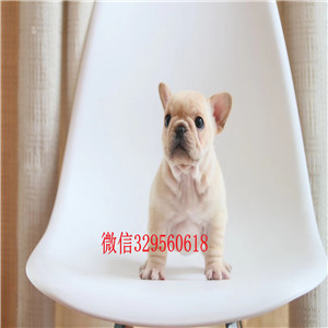 铁岭哪里有卖法国斗牛犬 纯种法国斗牛犬 包养