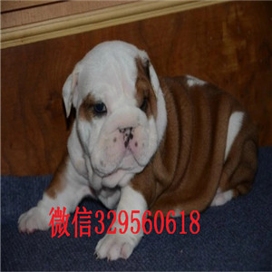 盘锦哪里有卖斗牛犬的黄白花英斗多少钱一只英