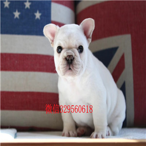 平顶山出售纯种法国斗牛犬法国斗牛犬出售法国